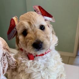 Lollipop - Cream female Goldendoodle puppy in Pensacola, Florida from Goldendoodles Love You in Pensacola Friend Edition