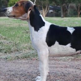 Beagles and English Foxhounds from Desperado Beagles & English Foxhounds