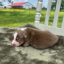 Boy 2 - Red tri-color male Australian Shepherd puppy in Washington, Oklahoma from Top Draft Genetics