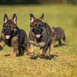 German Shepherd Puppies from Sommerfeld German Shepherds