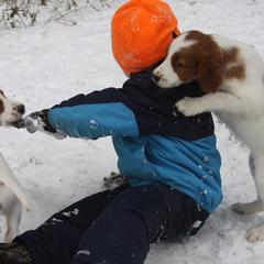 Clumber Spaniel and Irish Red and White Setter Puppies from NyaStar & Chequamegon