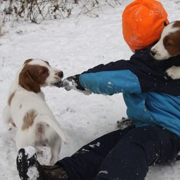 Clumber Spaniel and Irish Red and White Setter Puppies from NyaStar & Chequamegon