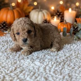 Flannel - Apricot male Cavapoo puppy in Sparta, Missouri from Sis' Doodles & Poodles