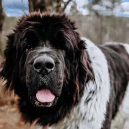 Esmeralda - Newfoundland