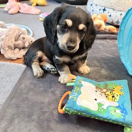 Drago - Black and cream male Dachshund puppy in Caulfield, Missouri from Hocomo Hollow Doxies