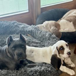 Basset Hound Puppies from Hill Top Basset Hounds & Great Pyrenees