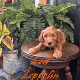 Led - Red  male Goldendoodle puppy in Newcastle, Oklahoma from Hollywood Doodles