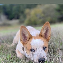 Falchion - Red speckled male Australian Cattle Dog puppy in Rogue River, Oregon from FullMoon Cattle Dogs
