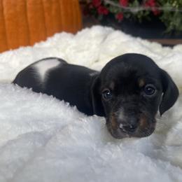 Milo - Piebald male Dachshund puppy in Washburn, Tennessee from Clinch Mountain Dachshunds