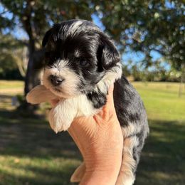 Fidget - Salt and pepper male Miniature Schnauzer puppy in Silver Creek, Mississippi from Mamie’s Minis, LLC