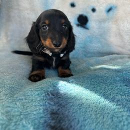 Waylon - Black and tan male Dachshund puppy in Stilwell, Oklahoma from Ross Ranch Dachshunds