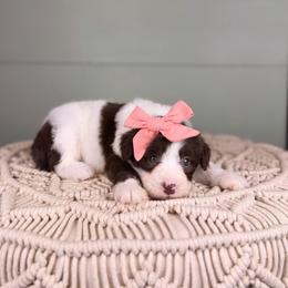 Miami - Brown and white female Aussiedoodle puppy in Sweetwater, Florida from Sandy Snout Doodles