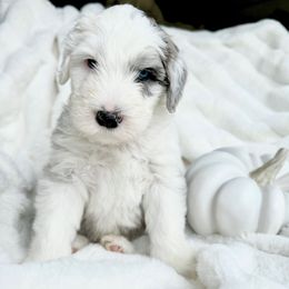 Old English Sheepdog and Sheepadoodle Puppies from The Great White Fluffalo