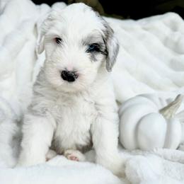 Old English Sheepdog and Sheepadoodle Puppies from The Great White Fluffalo