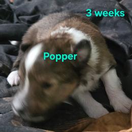 Popper - Sable & white male Toy Shetland Sheepdog puppy in Houston, Texas from LaLa's Lilliputian Lassies
