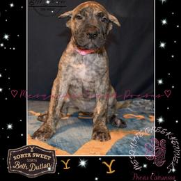 Perro de Presa Canario Puppies from Mesquite Creek Kennels
