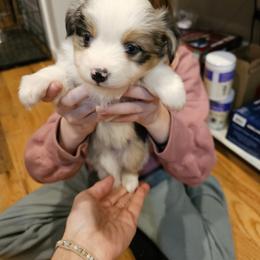 Miniature Australian Shepherd Puppies from Carter's Cuties