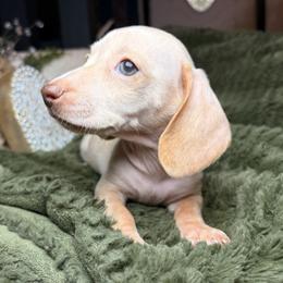 Aspen - Cream male Dachshund puppy in Washburn, Tennessee from Clinch Mountain Dachshunds
