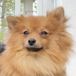 Nova - Pomeranian