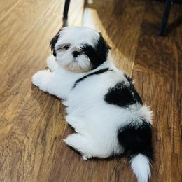 Basha - Shih Tzu