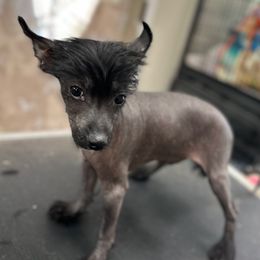 Thl - Black male Chinese Crested puppy in Rockvale, Tennessee from Cosmic Chinese Cresteds & Wind-Echo Poodles