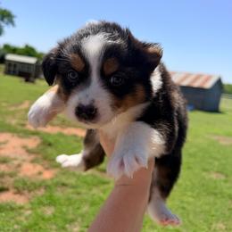 Clara - Black tri-color female Australian Shepherd puppy in Cushing, Oklahoma from Midwest LP Aussies