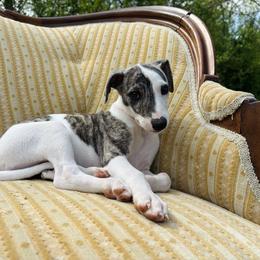 Alejandro - White and fawn brindle male Whippet puppy in Kingston, Tennessee from Smithfield Park