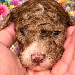 Poppi - Parti female Goldendoodle puppy in Allegan, Michigan from Cocoa Doodles