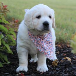 Golden Retriever puppies from Majestic Mountain Goldens
