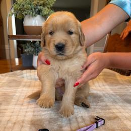 Purple girl - Golden female Golden Retriever puppy in Macy, Indiana from Macy Golden Meadows