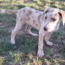 Tiny - Harlequin female Great Dane puppy in Cunningham, Kansas from Garden Grove Great Danes