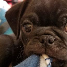 Pugs from Wildwood Farm