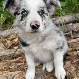 Border Collies from Alaska Border Collies