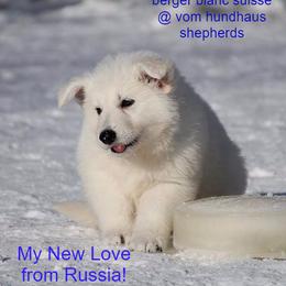 Berger Blanc Suisse and German Shepherd Puppies from Vom Hundhaus German Shepherds