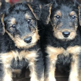 Airedale Terriers from RiverRun Terriers