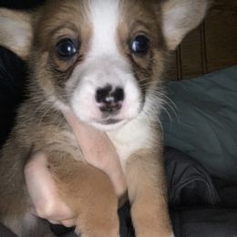American Corgi and Pembroke Welsh Corgi Puppies from Chaotic Corgi’s