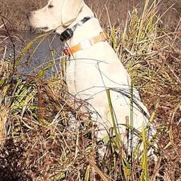 Labrador Retriever All Grown Up from Cream In My Coffee Labradors