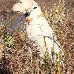 Labrador Retriever All Grown Up from Cream In My Coffee Labradors