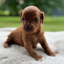 Poppy - Red female Cavapoo puppy in Orrstown, Pennsylvania from Pawfect Fur Friends