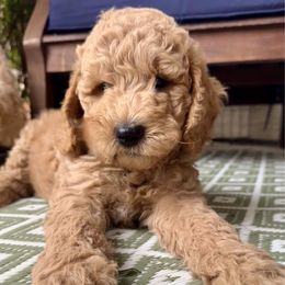 Dug - Apricot male Goldendoodle puppy in Rocklin, California from FurEver Yours Goldendoodles
