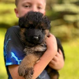 Mr Green - Black and tan male German Shepherd puppy in Lawton, Michigan from Free Indeed Shepherds