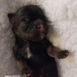 Tigger - Chocolate male Shih Tzu puppy in Arcadia, Florida from Kitsune Cuddles and kisses