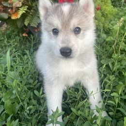 Bengi - Tri-color male Pomsky puppy in Burton, Michigan from Snow Shark Pomskys