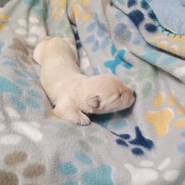 Wheaten - Wheaten male Miniature Schnauzer puppy in Kannapolis, North Carolina from Schnauzer Affinity