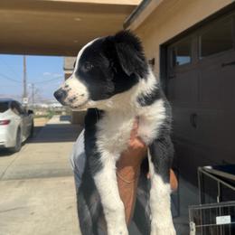 Spots - Black and white male Border Collie puppy in Perris, California from Aguilera's Puppies