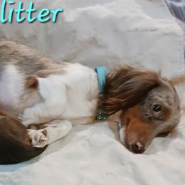 Zuli - Dachshund