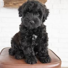 Assorted Doodle Crosses, Bernedoodle, Double Doodle, Goldendoodle, Labradoodle, and Whoodle Puppies from Our Little Farm Life Doodles