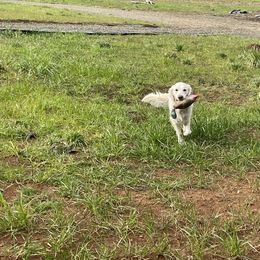 Golden Retriever All Grown Up from Amberidge Golden Retrievers