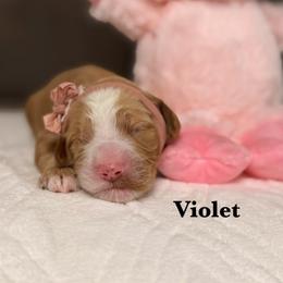 Violet - Apricot female Australian Labradoodle puppy in Citrus Heights, California from Elite Blend Labradoodles