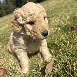Lavender - Apricot female Goldendoodle puppy in Winston, Georgia from Grandview Goldendoodles